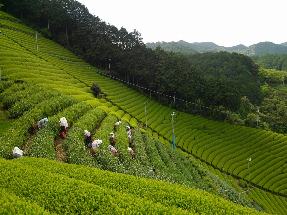 画像: 新茶販売　始めました